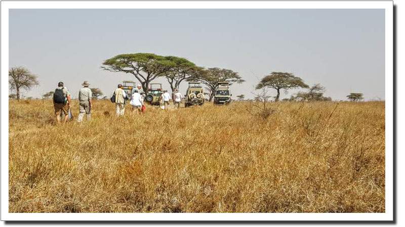 Safari guests sharing a moment beneath acacia trees