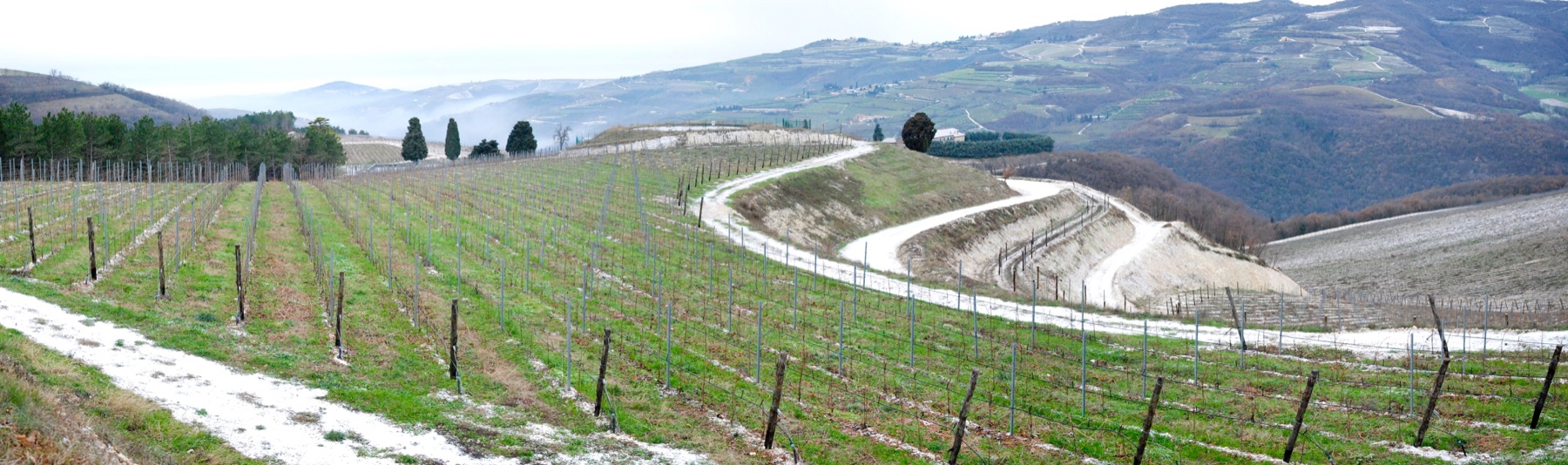 Vineyards stretching across the hills of Valpolicella