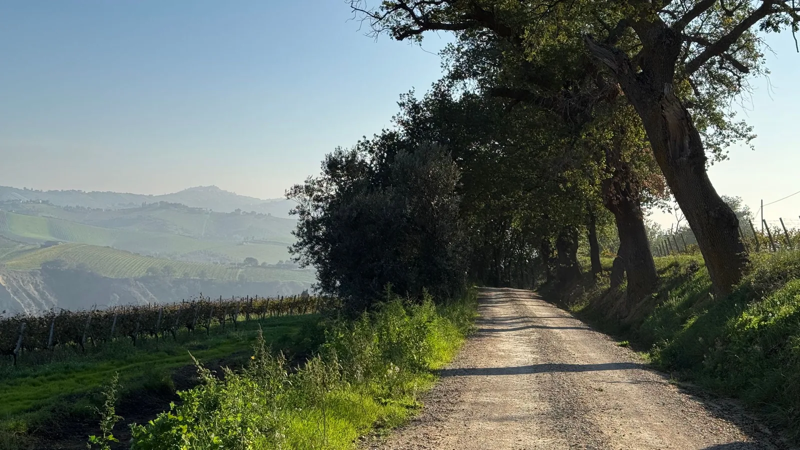 A vineyard lane across the rolling hills of Le Marche