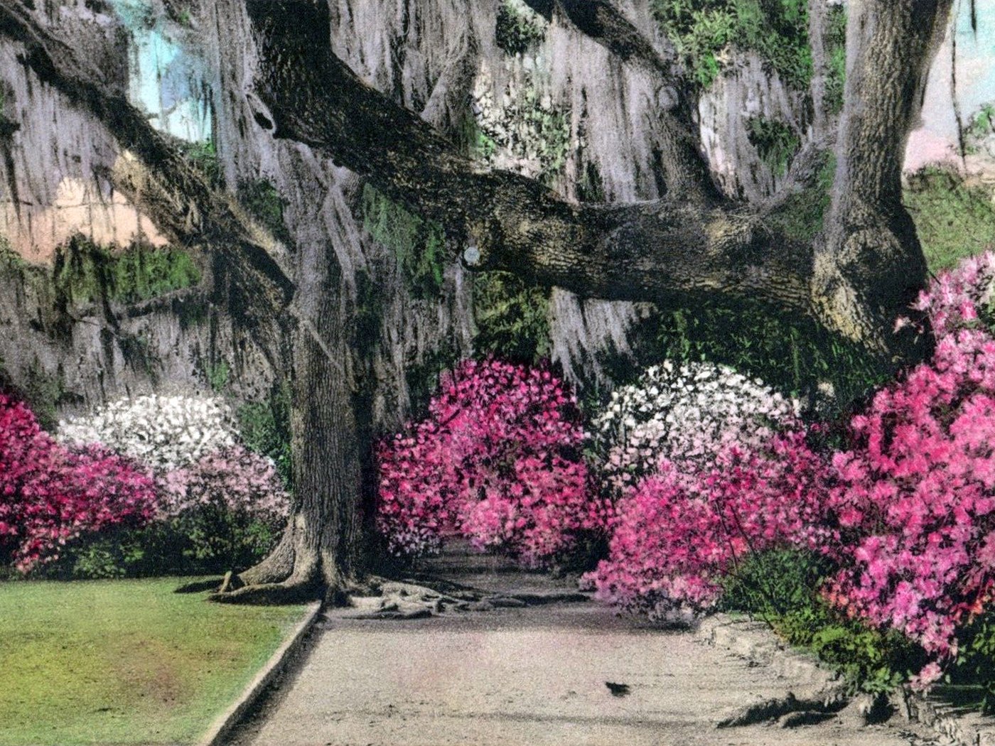 Garden path at Magnolia Gardens near Charleston