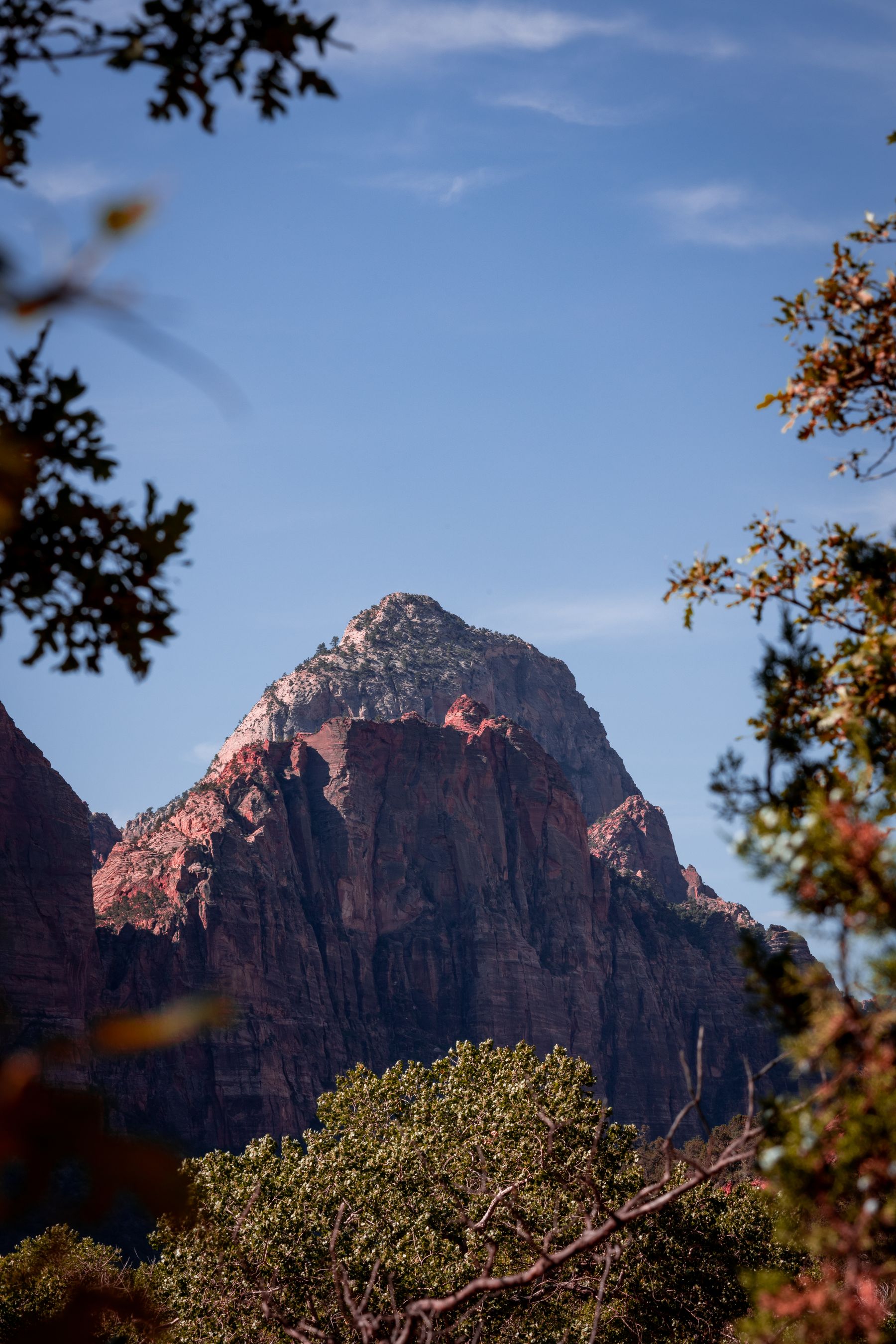 A sandstone peak framed by trees in Zion National Park